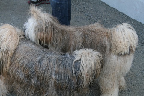 Ji-ga und Tinka