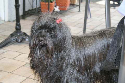 Danya 2011
