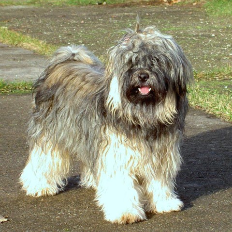 Hutch