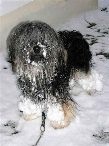 Welpen H-Wurf Coco Januar 2010