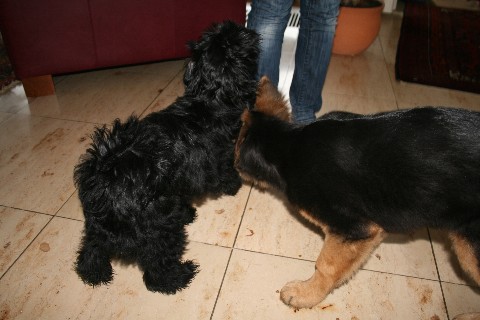 Welpen I-wurf Besuch Lhahi-ma Kid Welpen I-wurf Besuch Lhahi-ma Kid