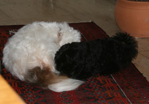Welpen I-wurf besuch Lhahi-ma Luk Welpen I-wurf besuch Lhahi-ma Luk