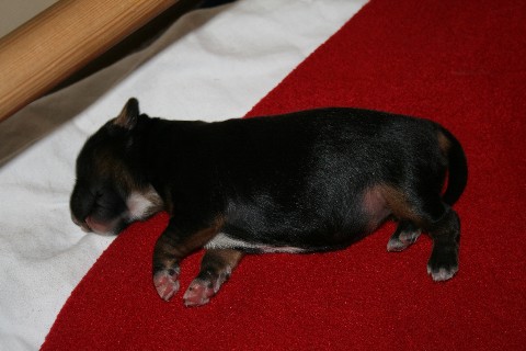 Welpen J-Wurf 5.Tag b&t